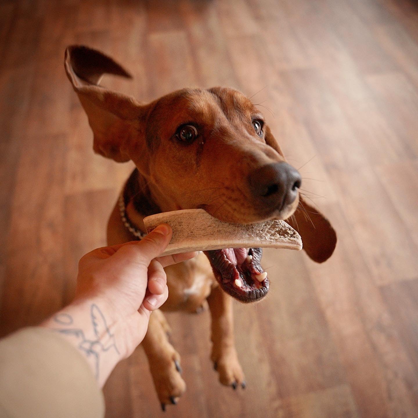 Split Elk Antler Dog Chew- All Natural, Grade A, Premium Antler Dog Treats, Organic Dog Chews, Naturally Shed Antlers from USA