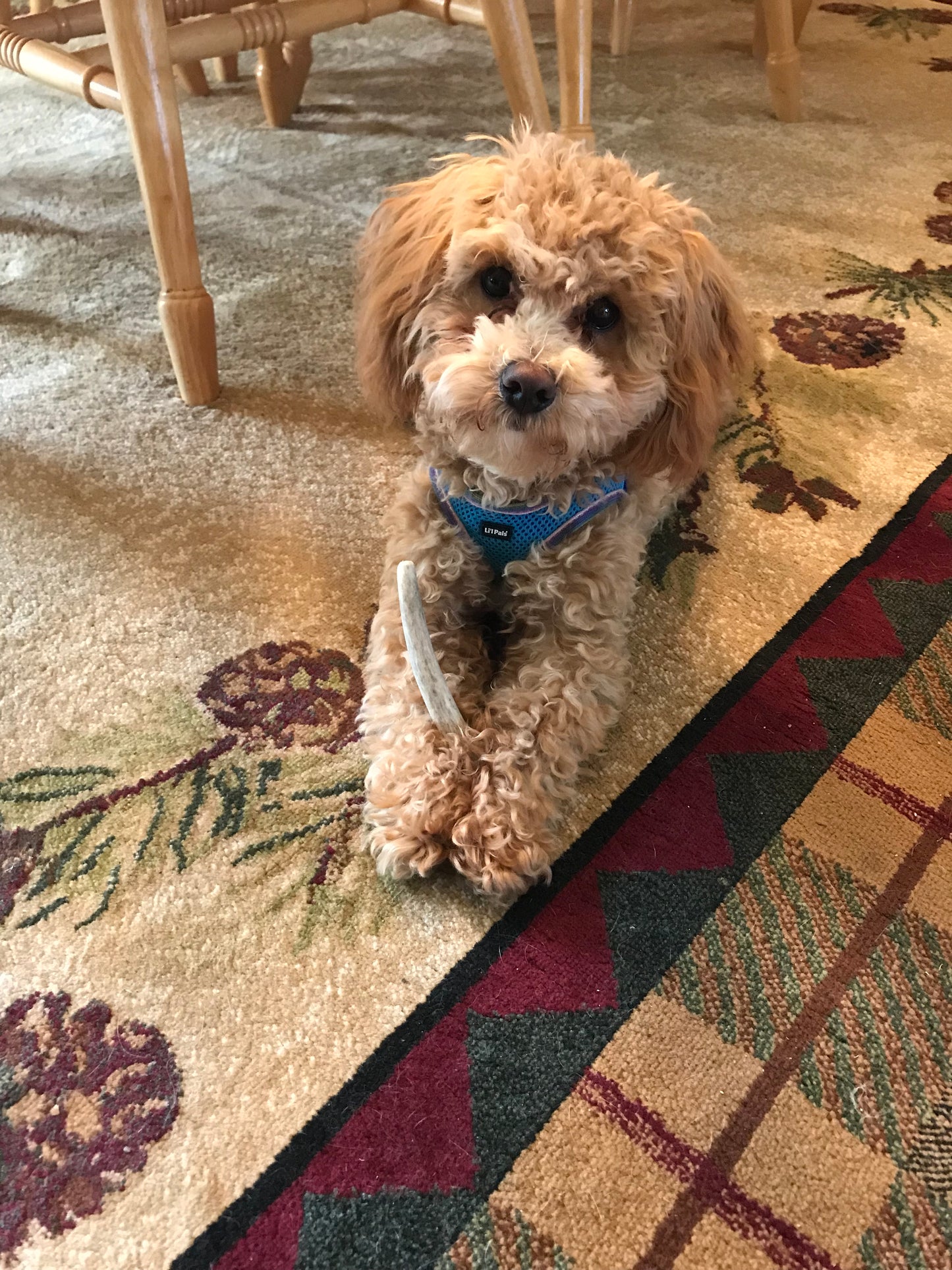 Small Economy Antler Dog Chew