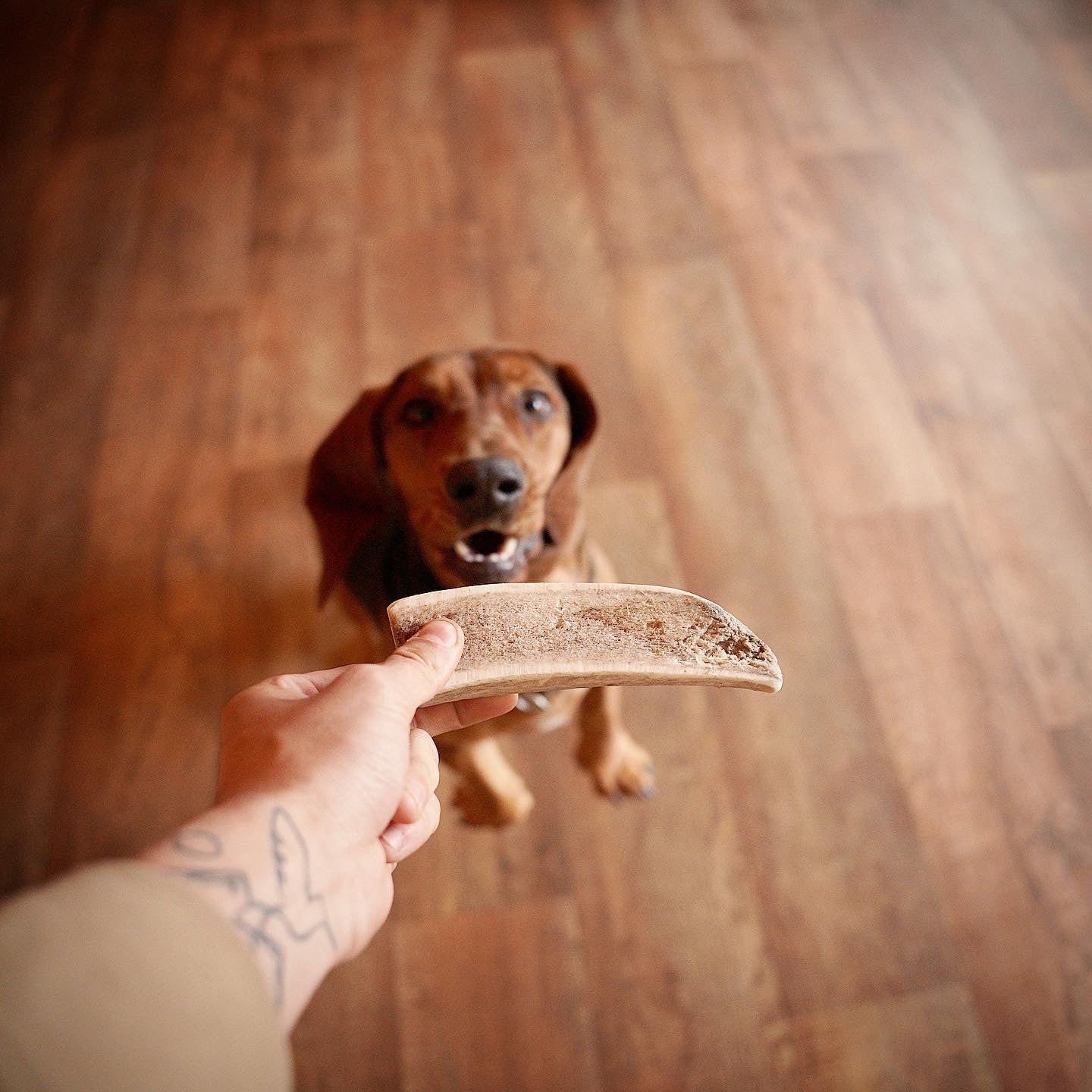 Split Elk Antler Dog Chew- All Natural, Grade A, Premium Antler Dog Treats, Organic Dog Chews, Naturally Shed Antlers from USA