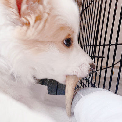 Miniature Antler Dog Chew Assortment