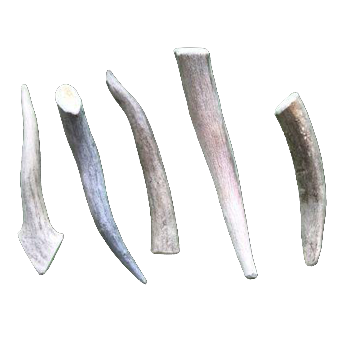 Small Economy Antler Dog Chew