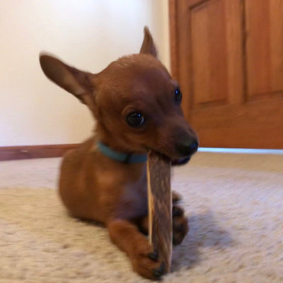Miniature Antler Dog Chew Assortment