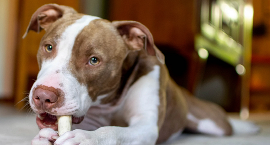 Antler Pet Chews: The Best Choice for Your Pet