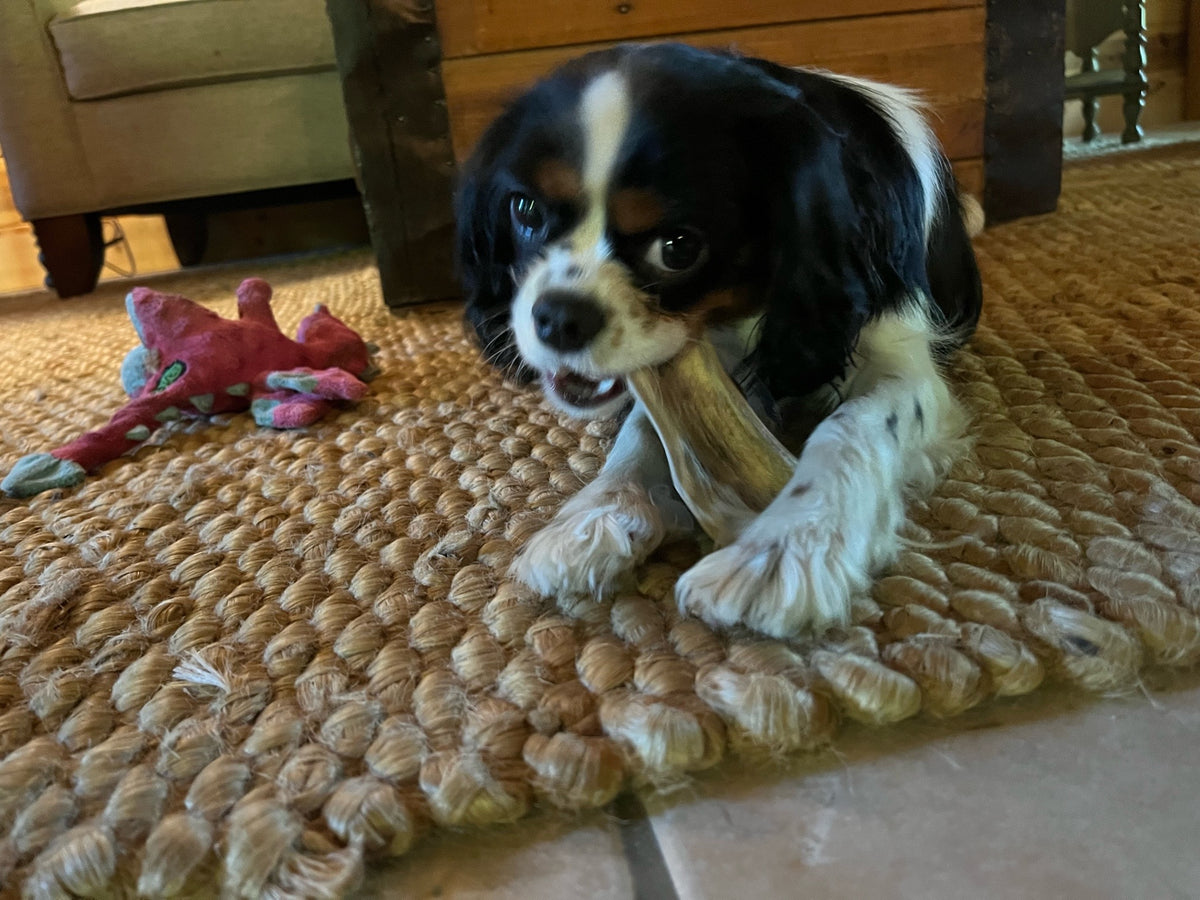 Medium deer antler split