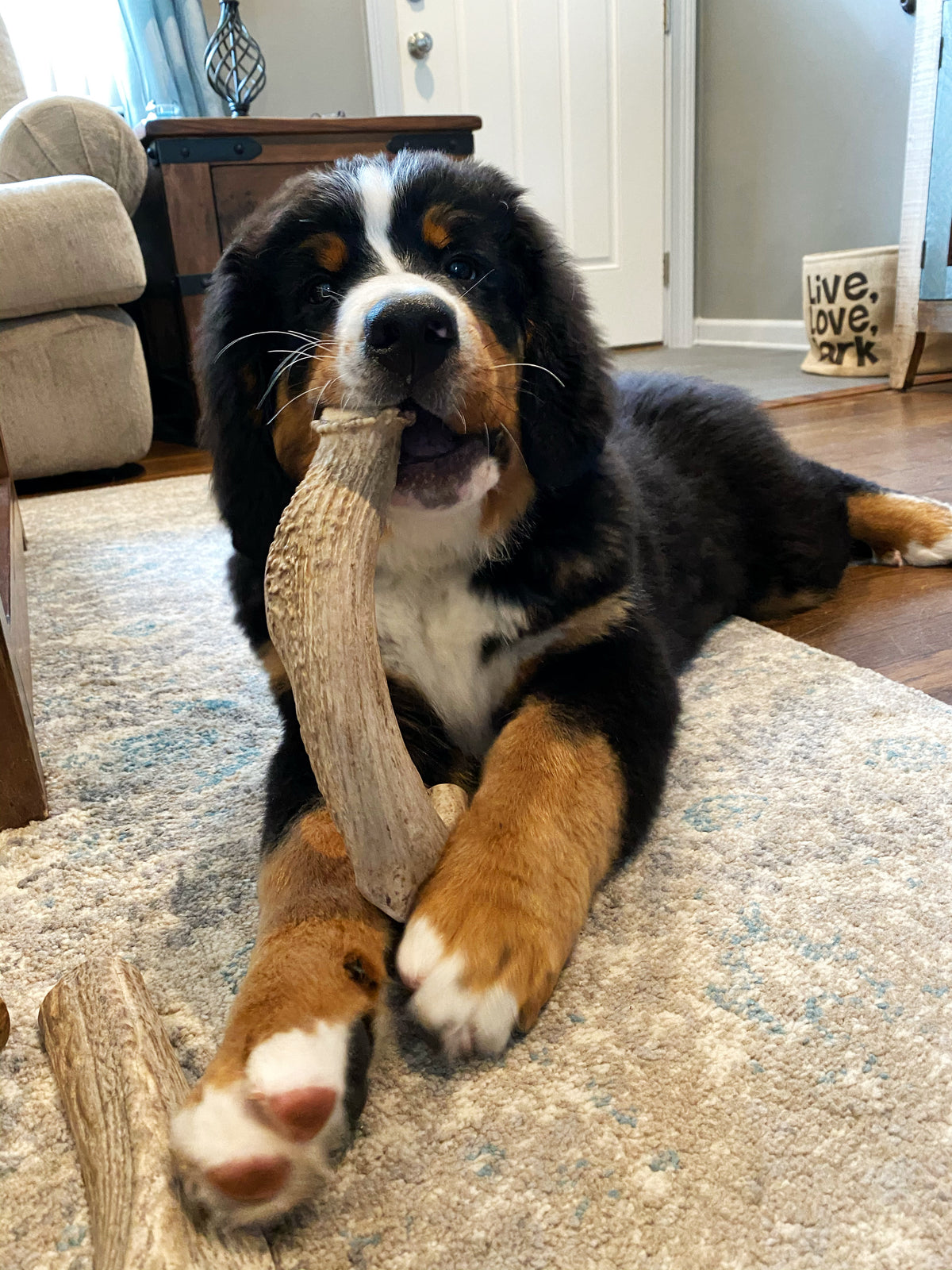 Mega Deer Antler Dog Chew