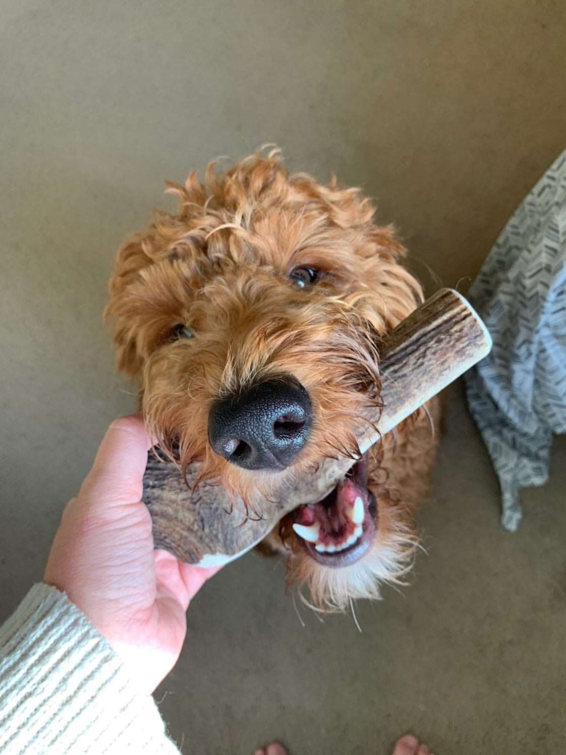 Bulk X-Large Economy Antler Dog Chew