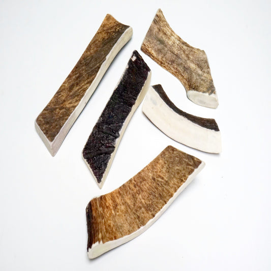 Bulk Large Moose Antler Dog Chew [Large - Measures 5-7" - Ideal for dogs 40-70 lbs]