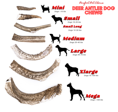 Small Deer Antler Dog Chew