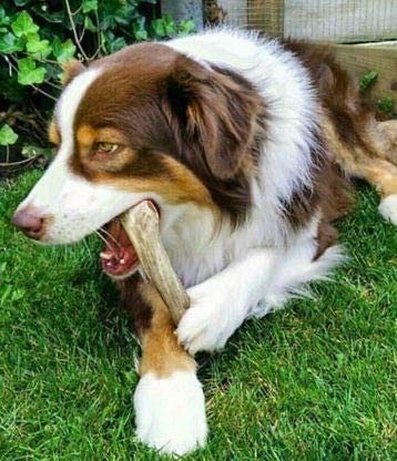 Bulk Large Deer Antler Dog Chew