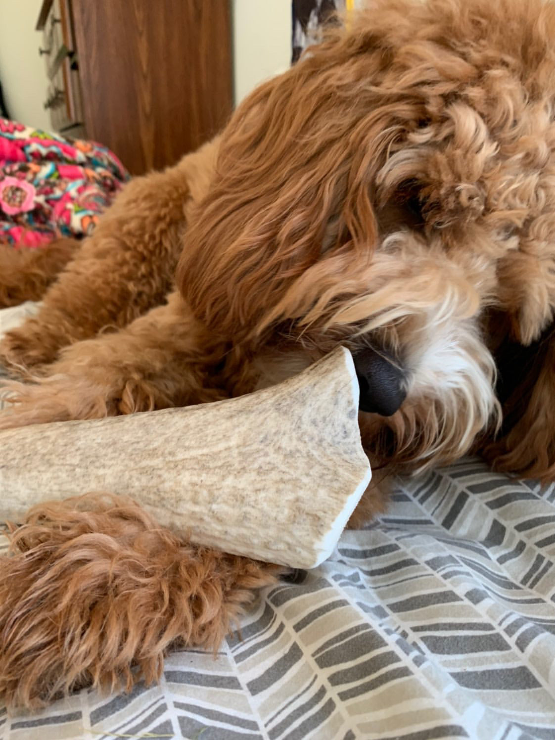Bulk X-Large Split Elk Antler Dog Chew