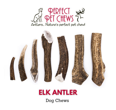 Elk Antler Dog Chew