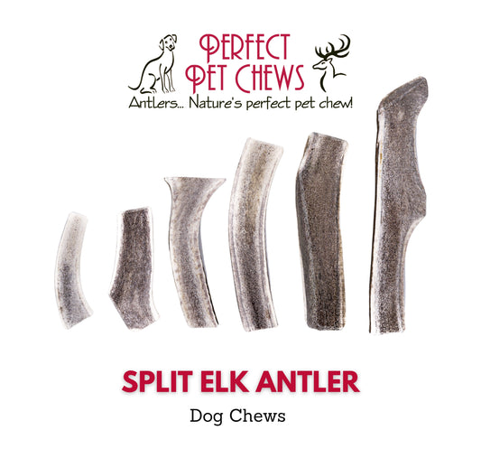 Split Elk Antler Dog Chew- All Natural, Grade A, Premium Antler Dog Treats, Organic Dog Chews, Naturally Shed Antlers from USA