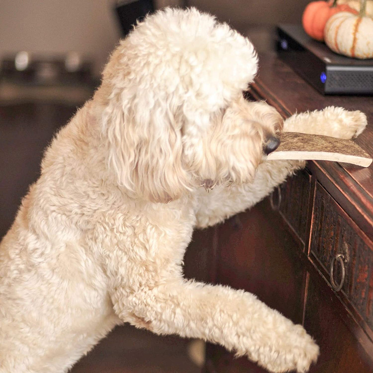 Moose Antler Dog Chew