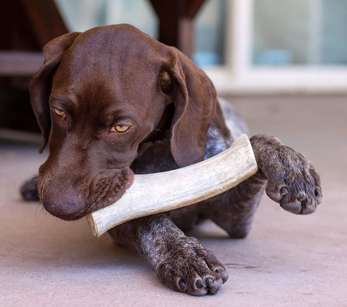 Large Elk Antler Dog Chew