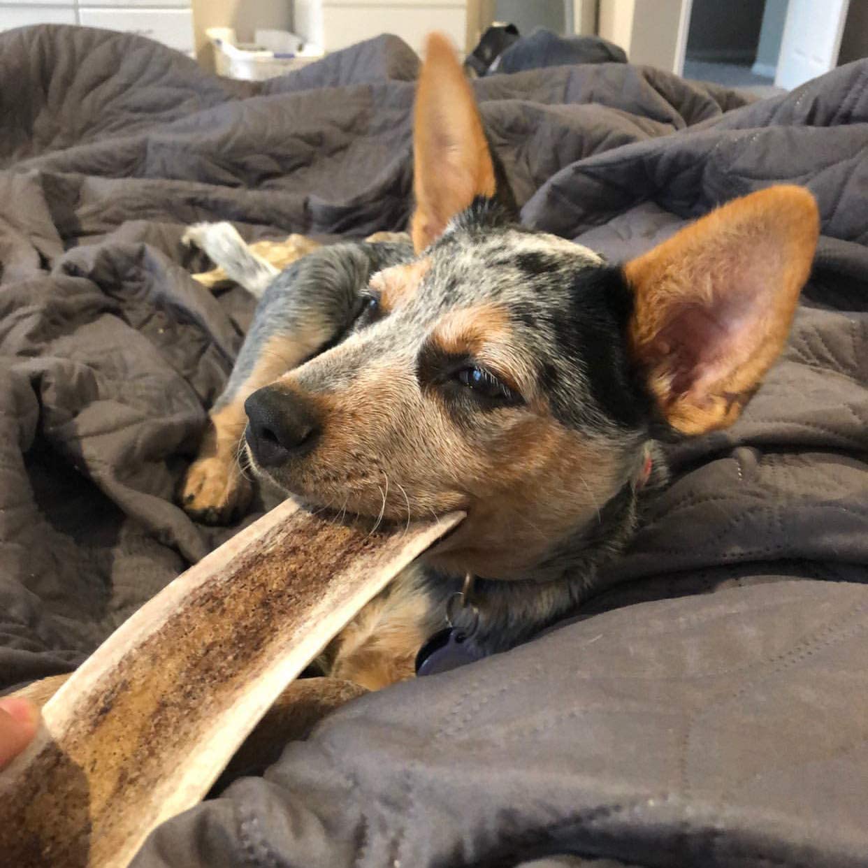 Bulk Large Split Elk Antler Dog Chew