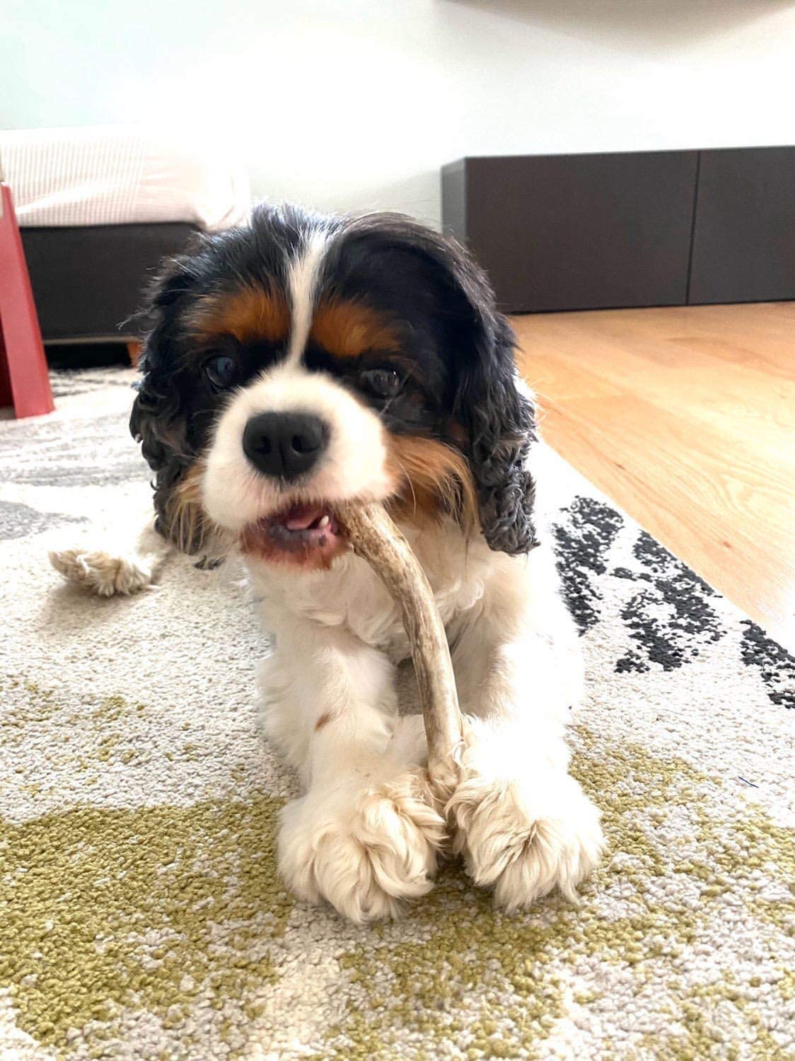 Small Long Deer Antler Dog Chew