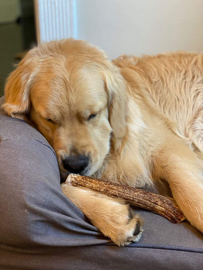 Large Elk Antler Dog Chew