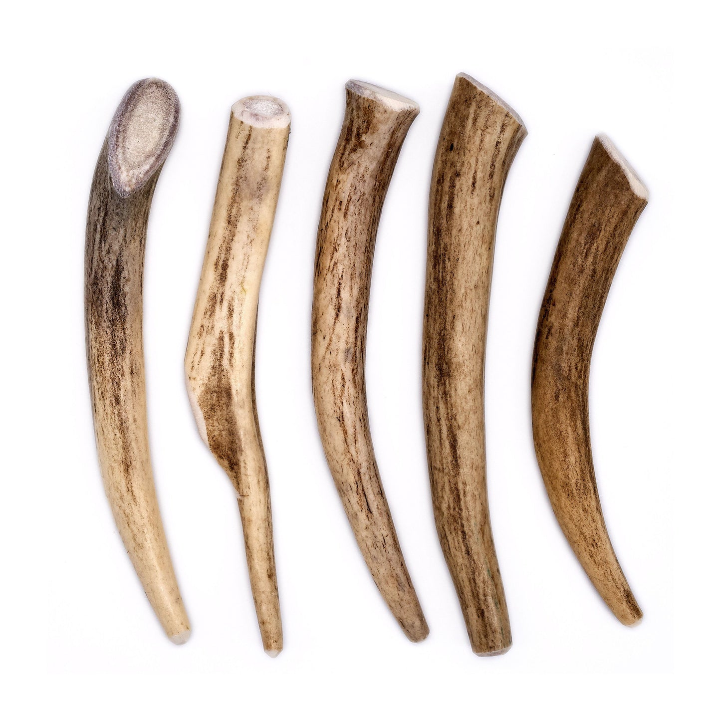 Deer Antler Dog Chew
