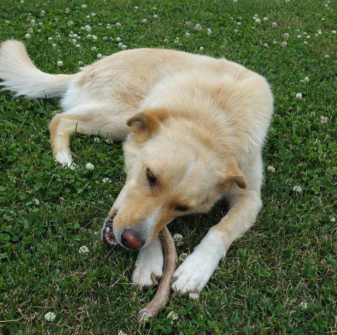Bulk Large Deer Antler Dog Chew