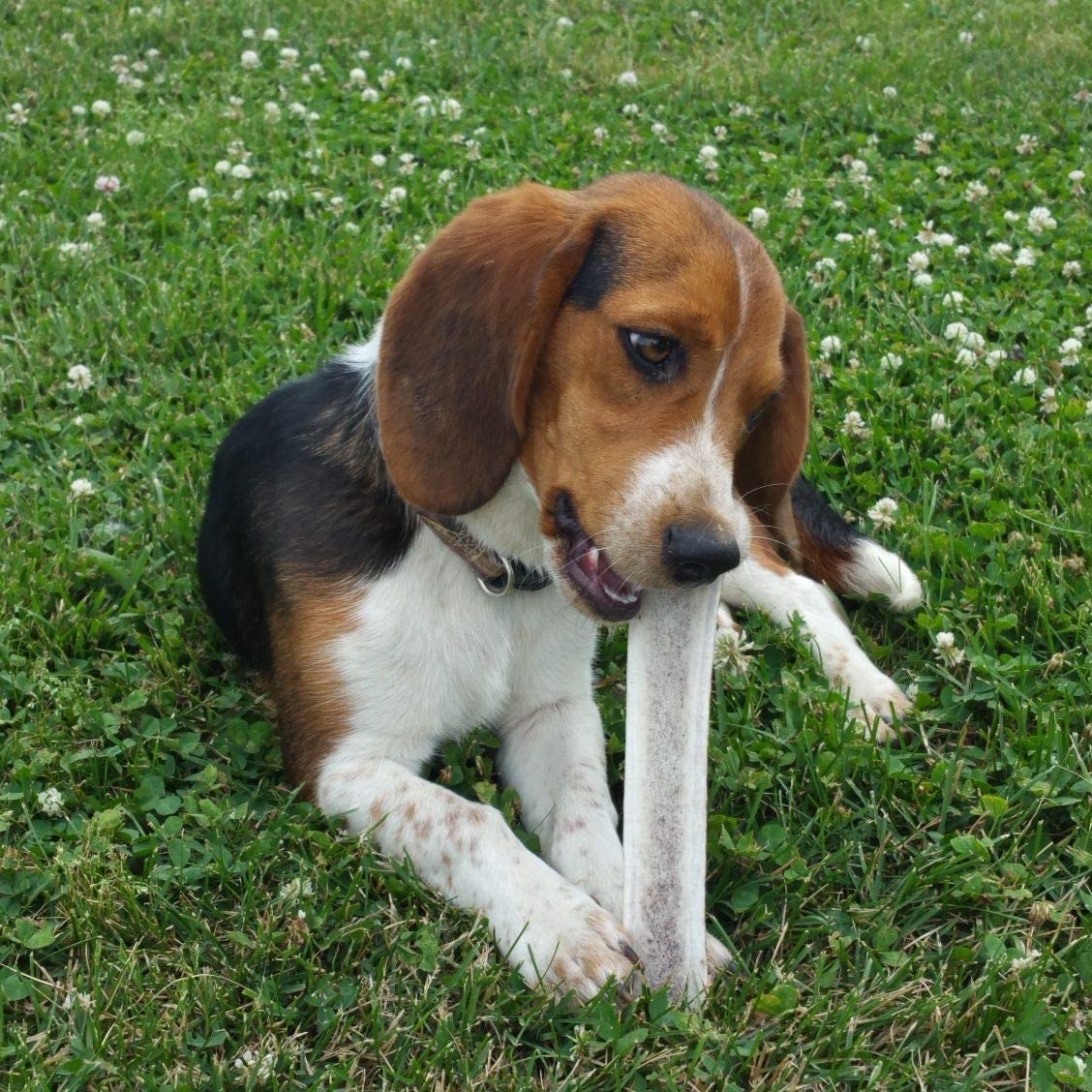Bulk Large Split Elk Antler Dog Chew