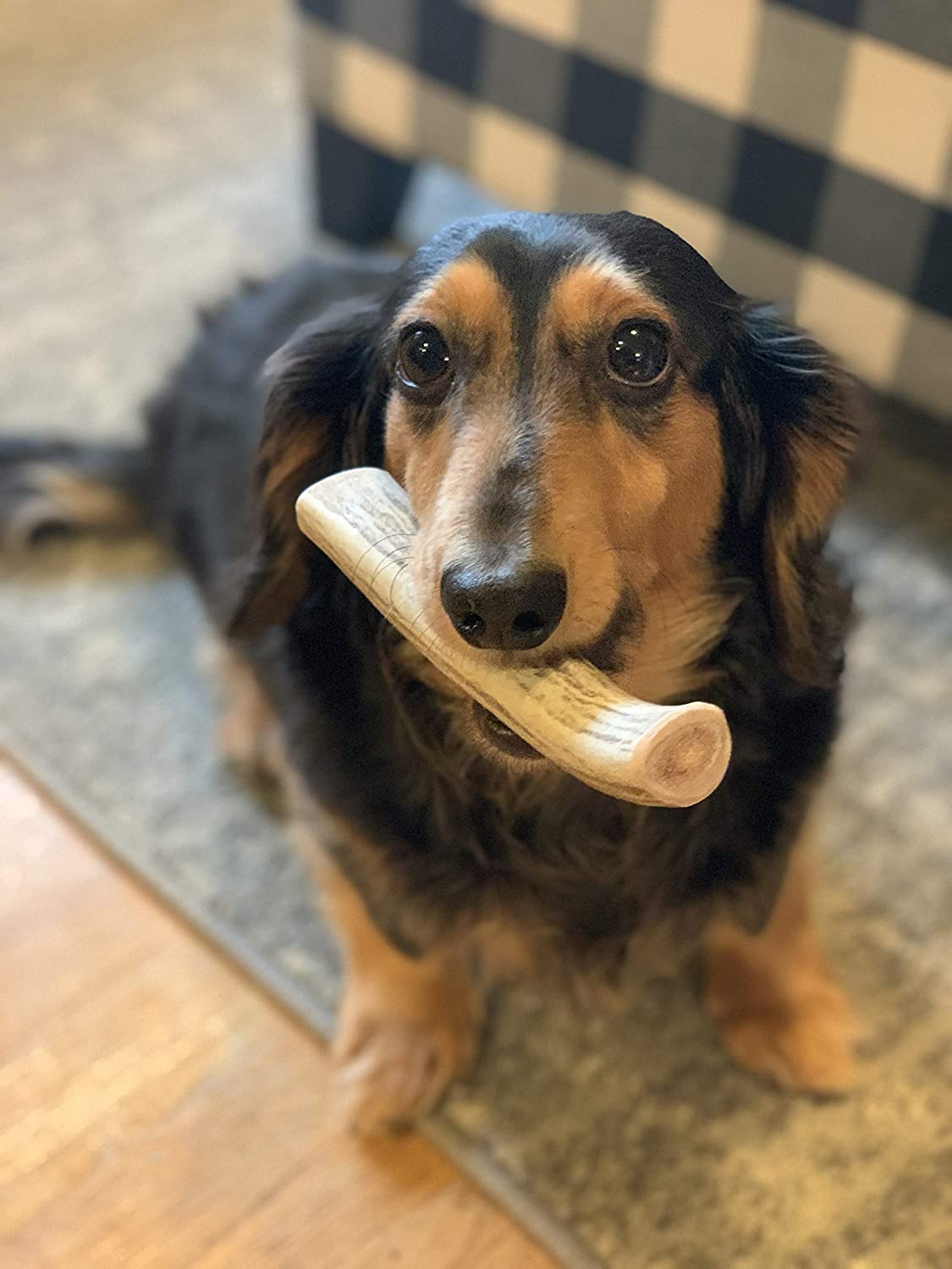 Small Long Deer Antler Dog Chew