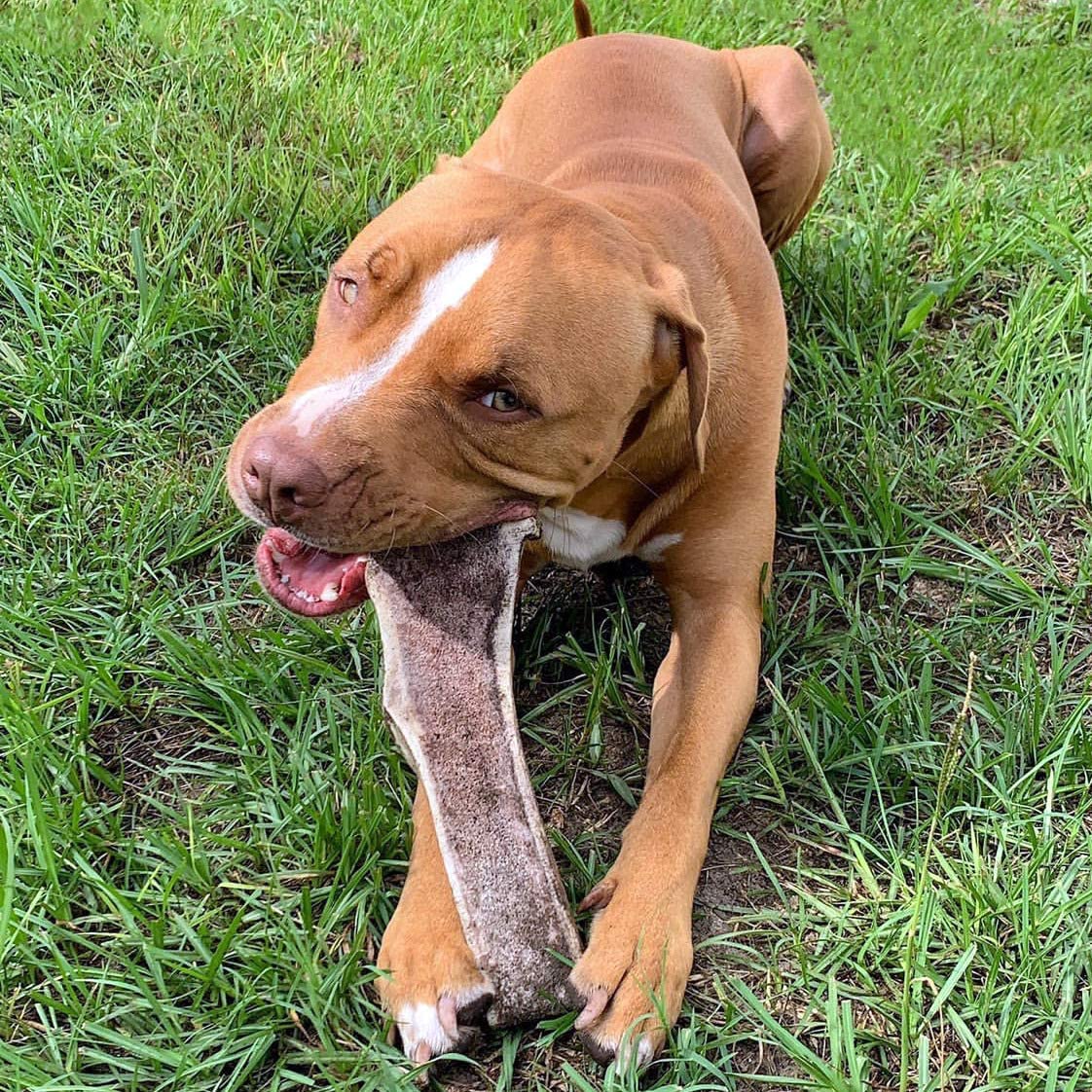Bulk Large Split Elk Antler Dog Chew