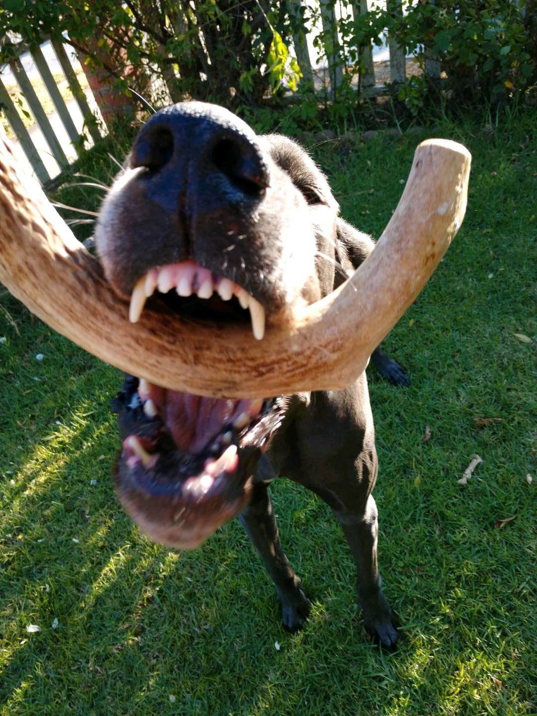 Mega Deer Antler Dog Chew