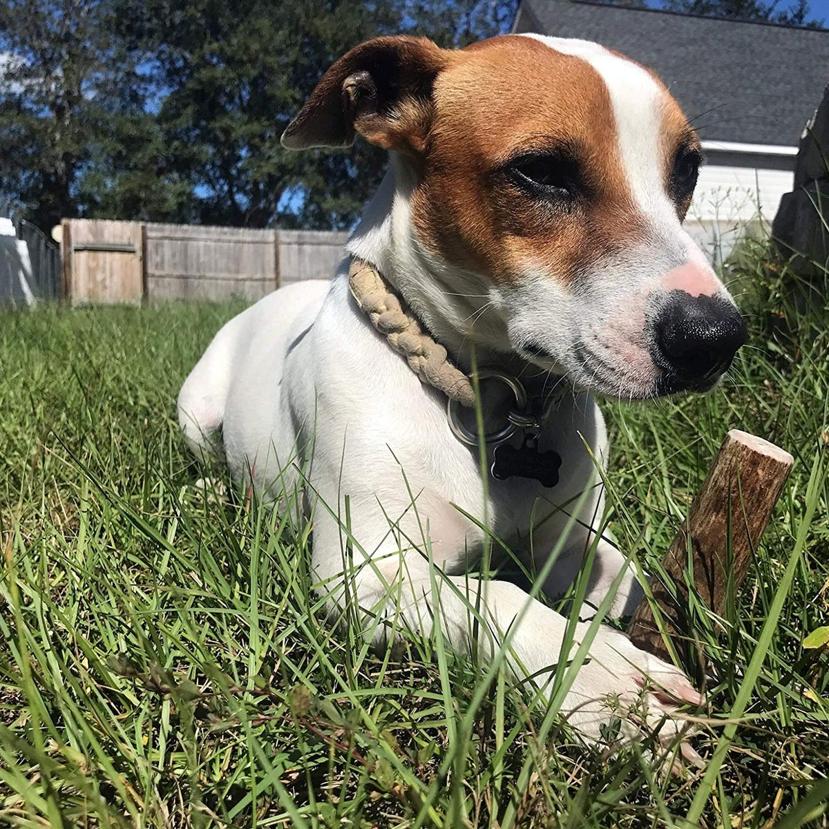 Medium Elk Antler Dog Chew