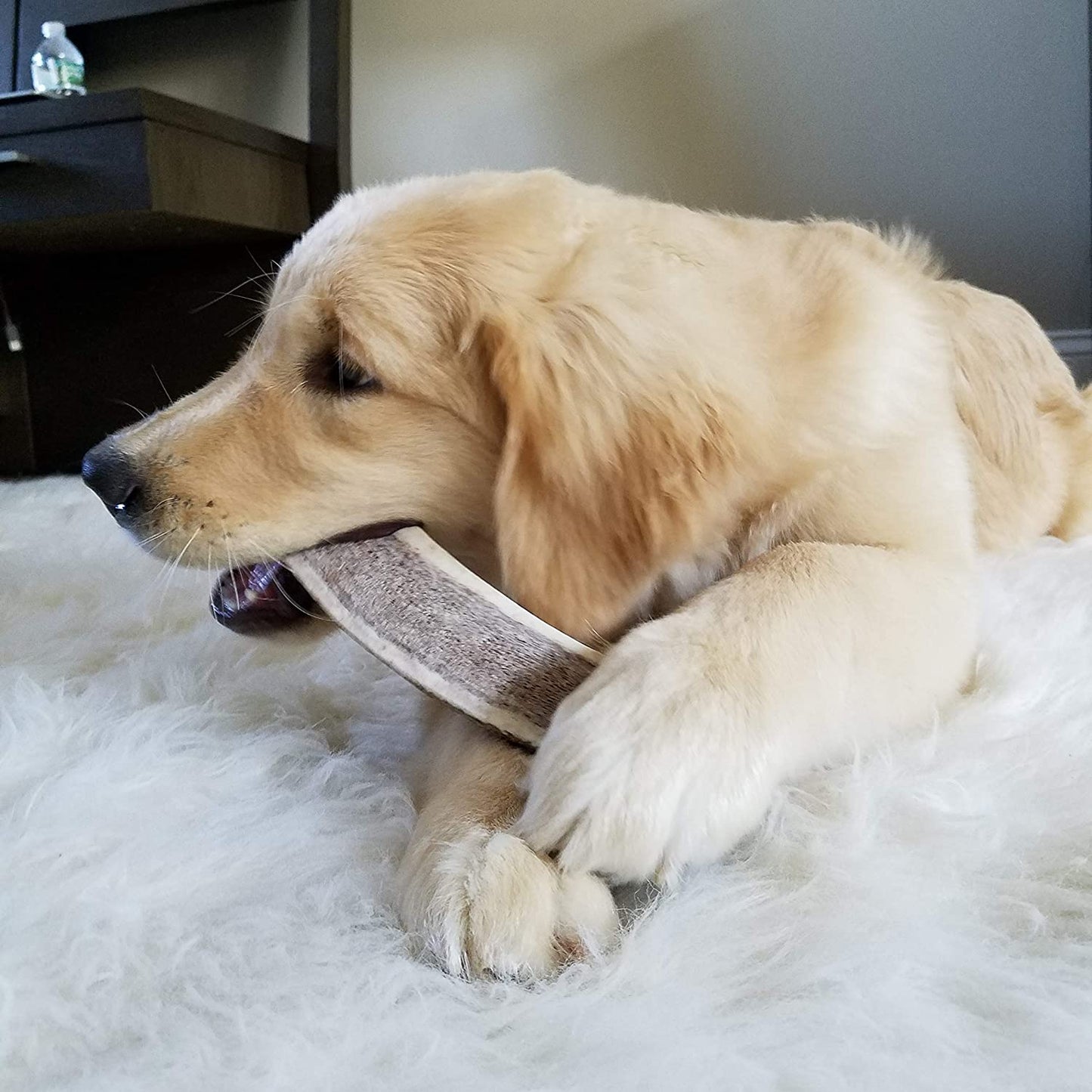 Bulk Large Split Elk Antler Dog Chew
