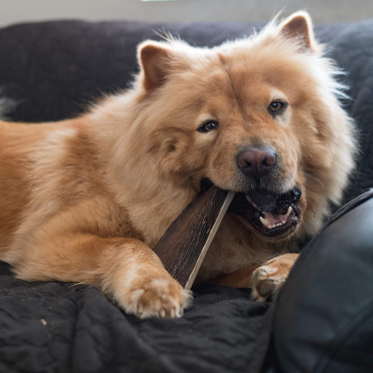 Moose Antler Dog Chew