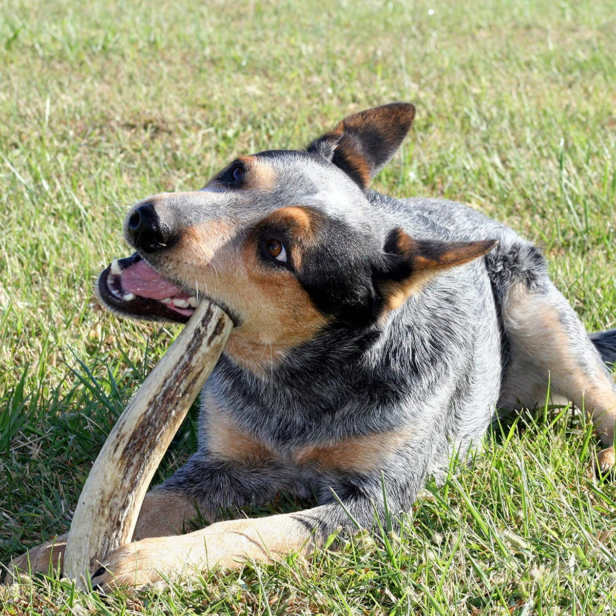 Large Elk Antler Dog Chew