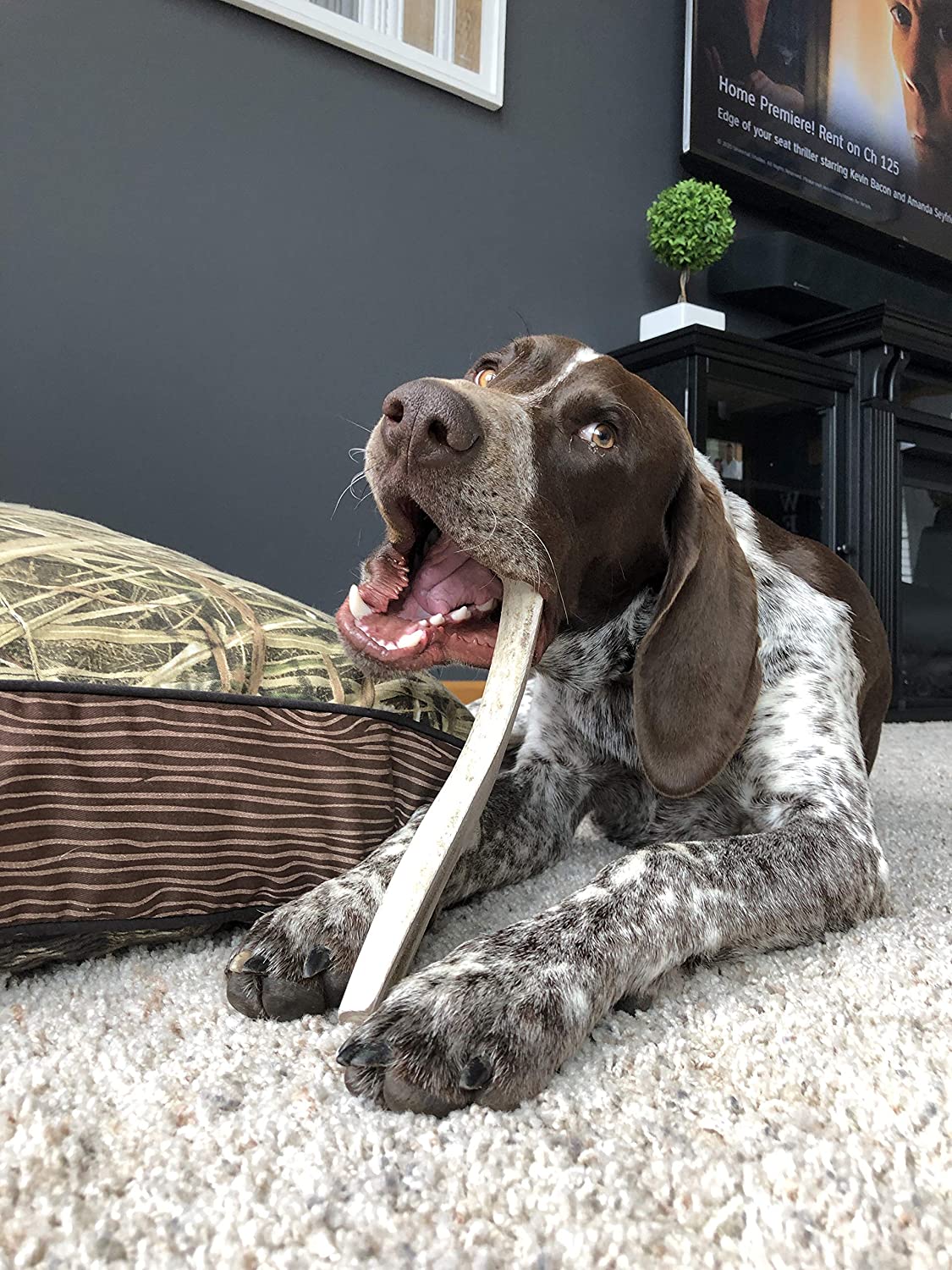 Moose Antler Dog Chew