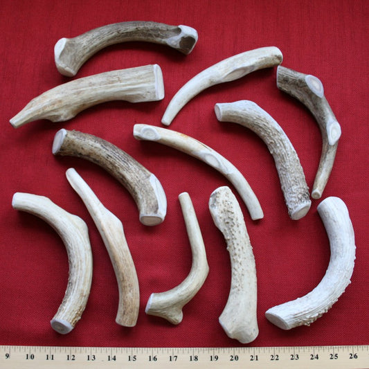 Bulk Large Deer Antler Dog Chew