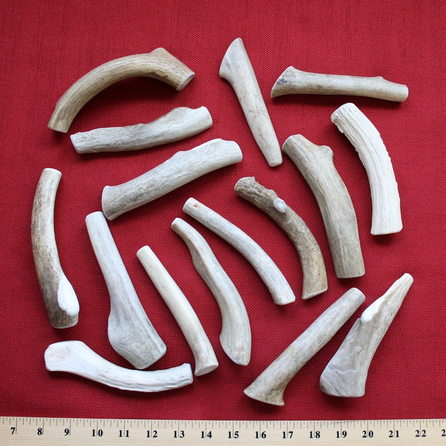 Bulk Medium Deer Antler Dog Chew