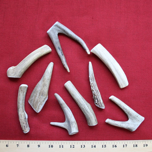 Bulk Small Deer Antler Dog Chew