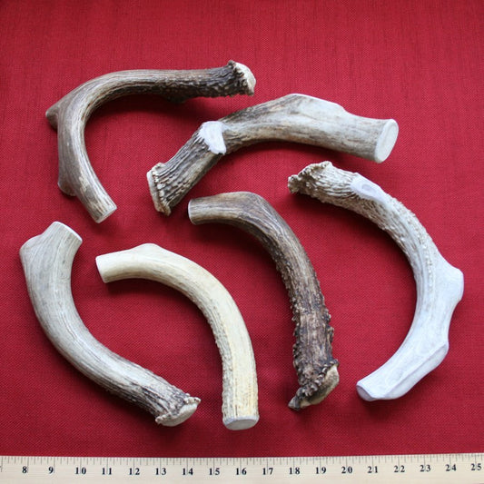 Bulk X-Large Deer Antler Dog Chew