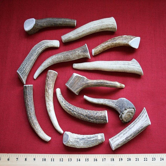 Bulk Medium Elk Antler Dog Chew