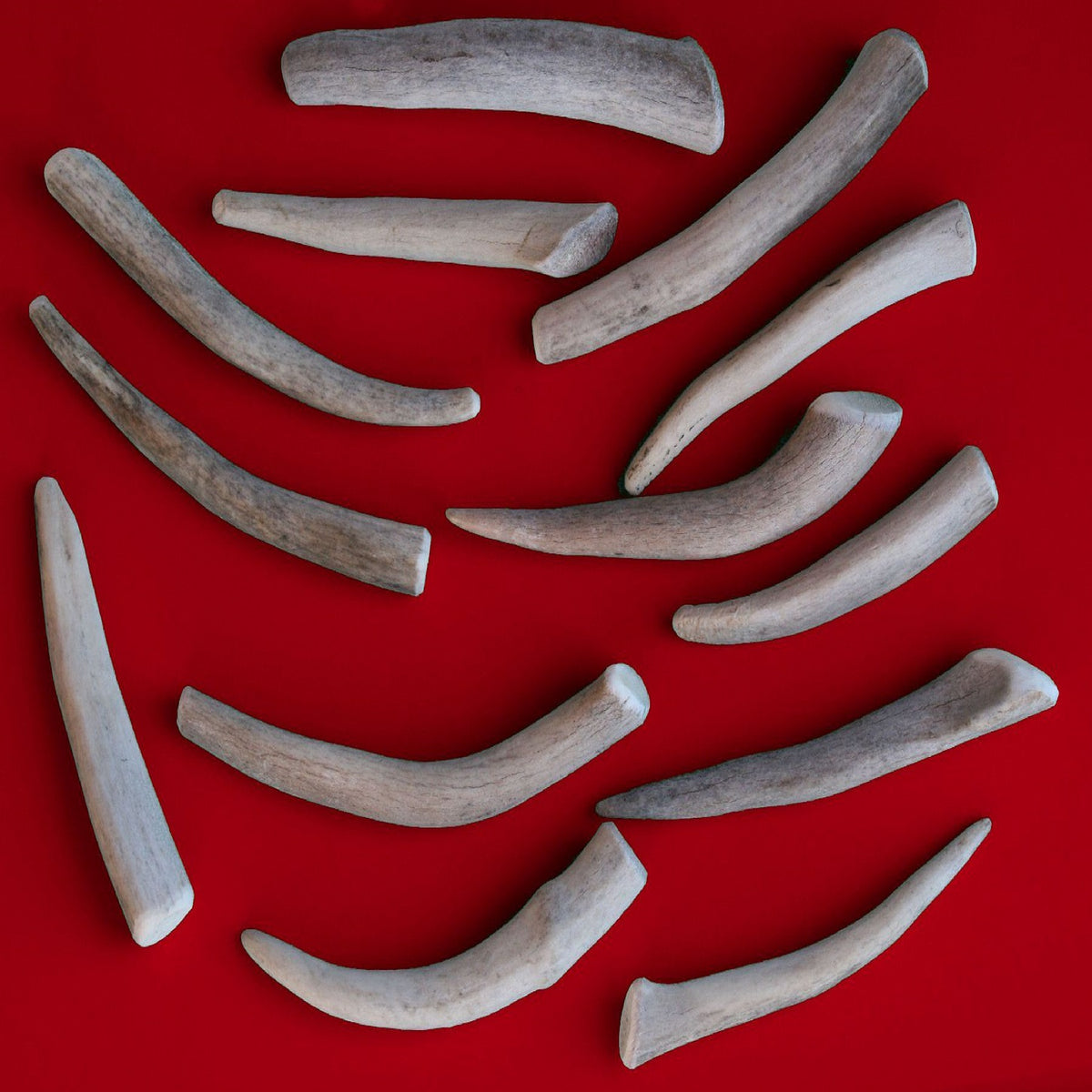 Bulk Small Economy Antler Dog Chew