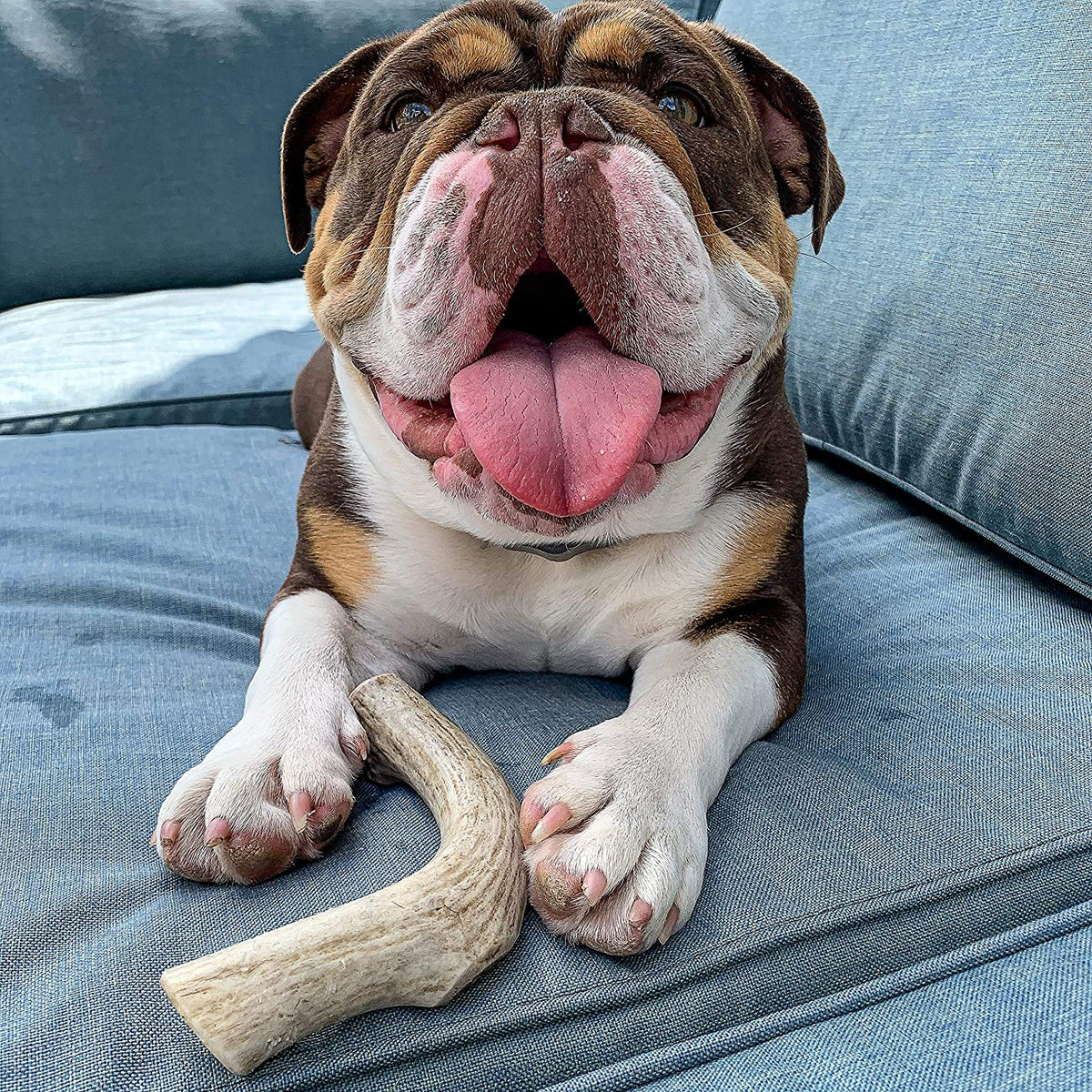 Bulk Large Deer Antler Dog Chew