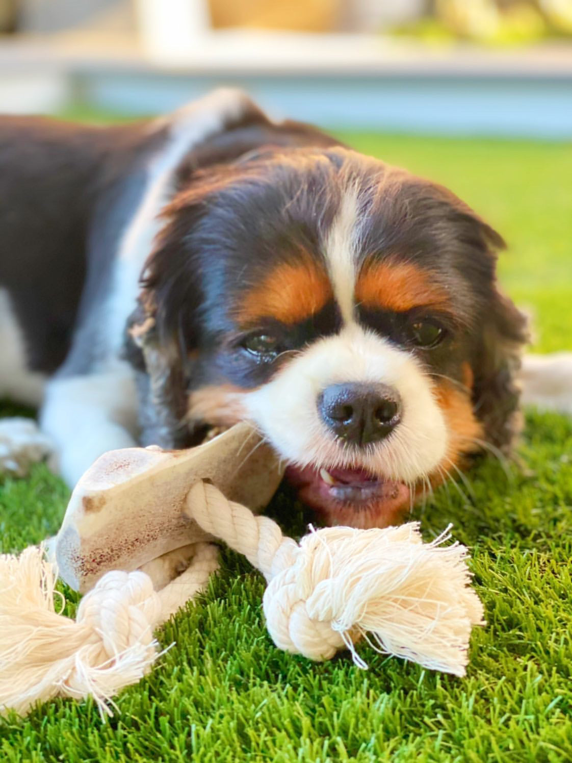 Large Split Elk Antler Rope Toy