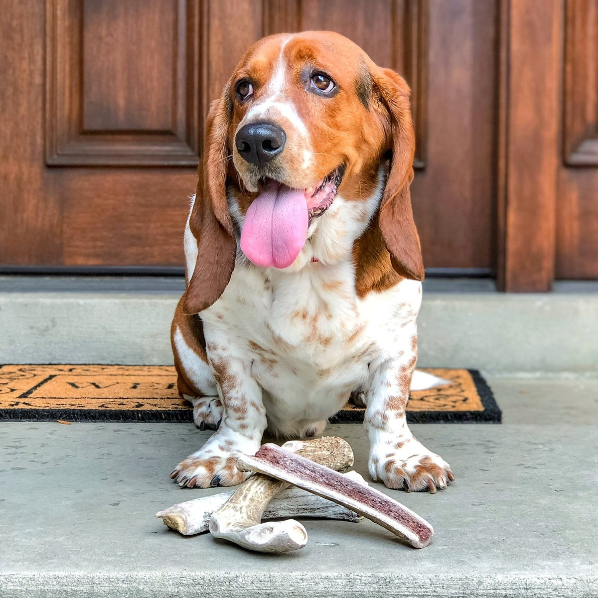 Deer Antler Dog Chew