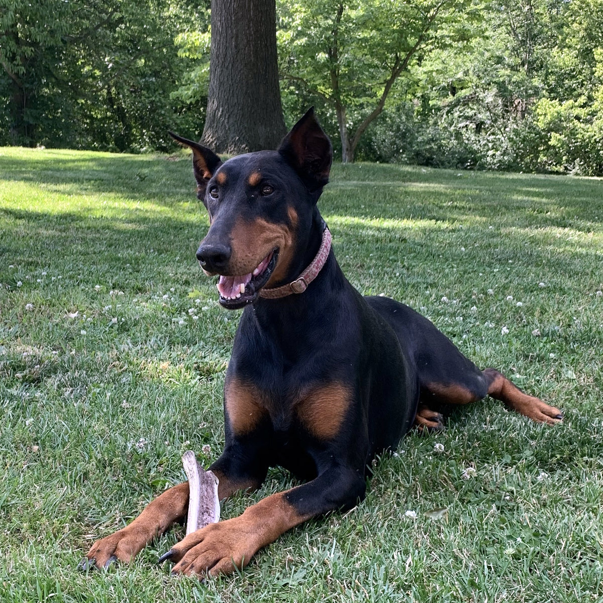 Small Split Elk Antler Dog Chew