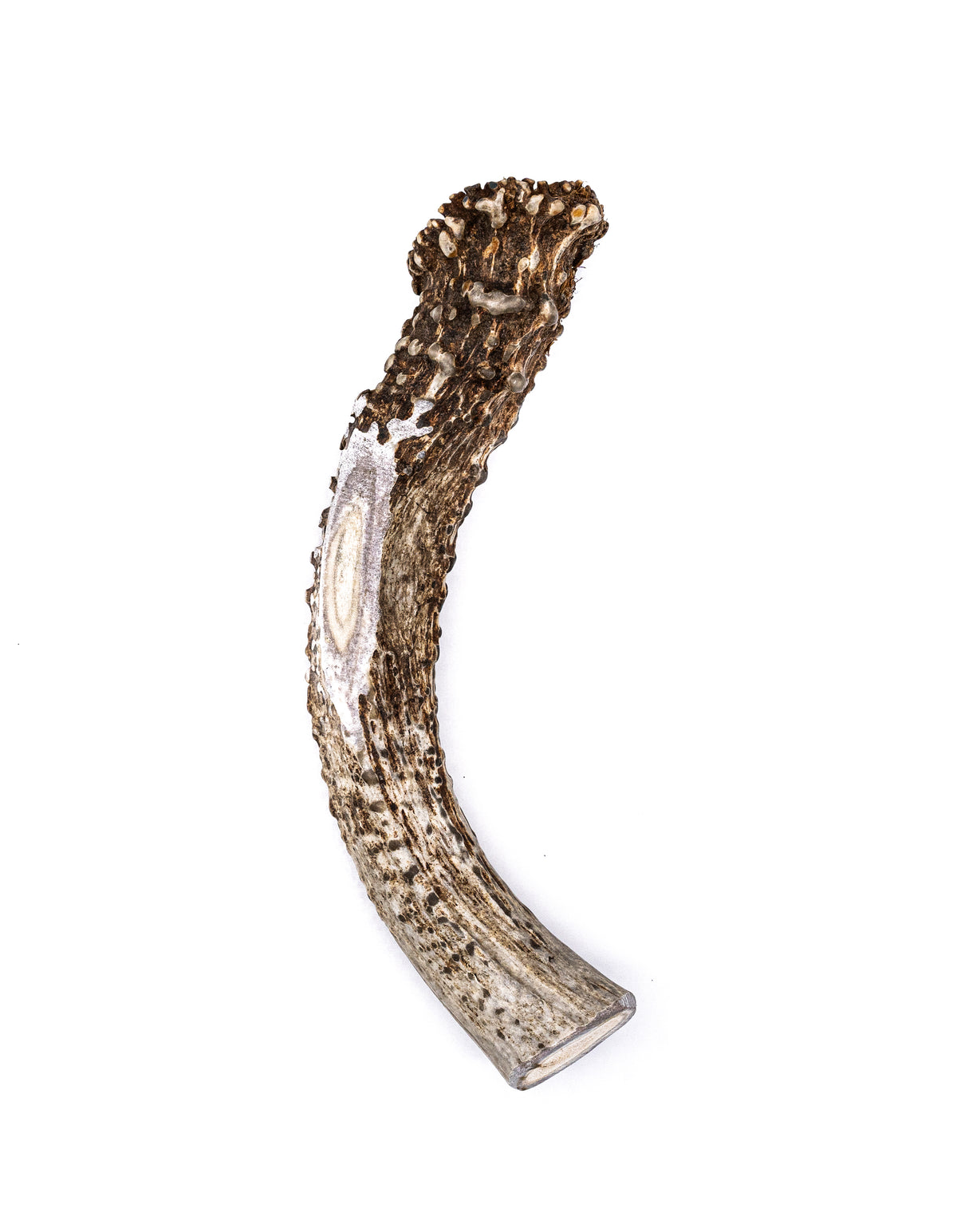 X-Large Deer Antler Dog Chew