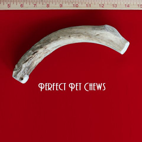 X-Large Deer Antler Dog Chew