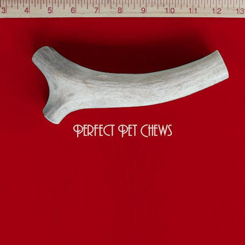 Medium Elk Antler Dog Chew