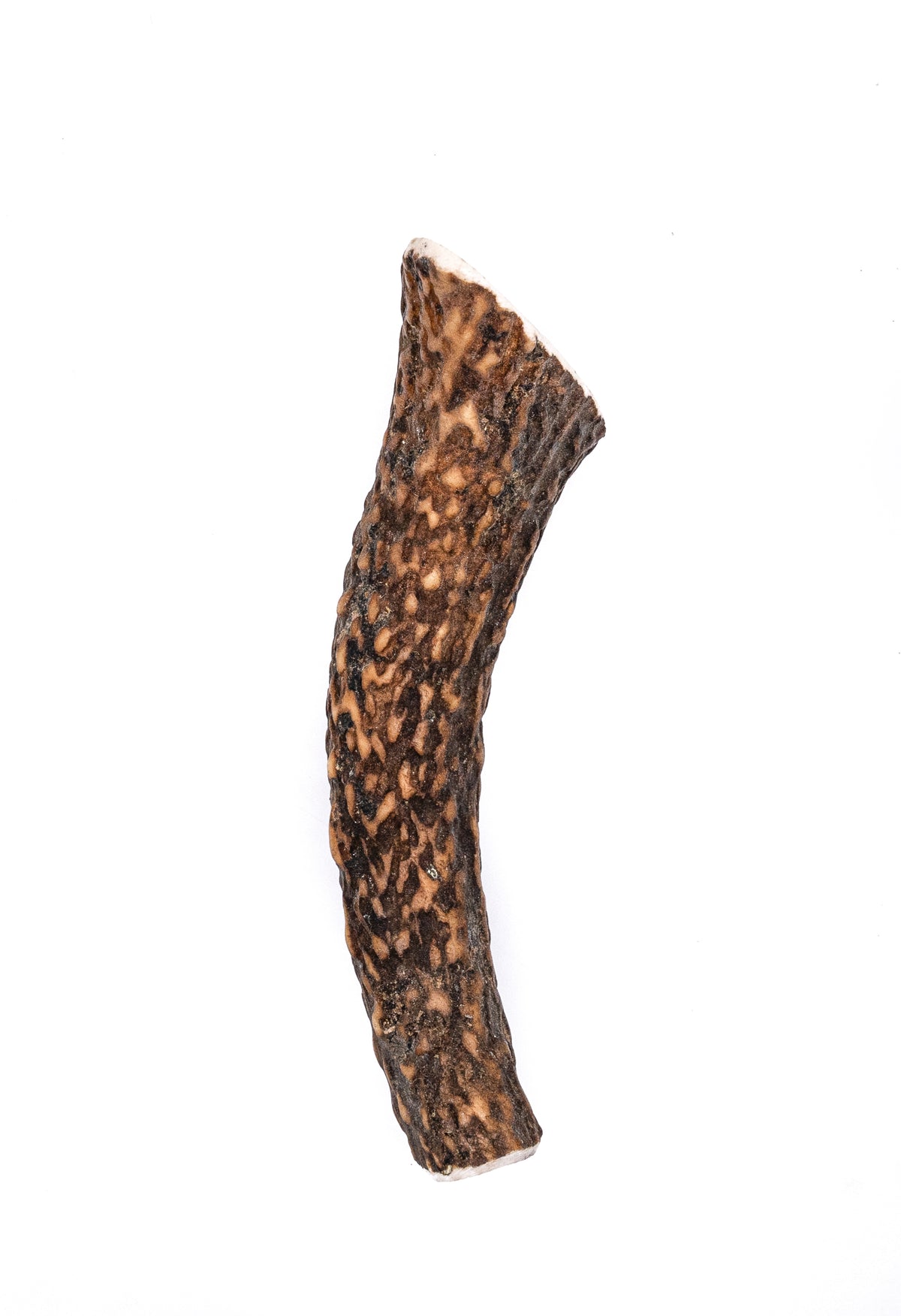 Medium Elk Antler Dog Chew