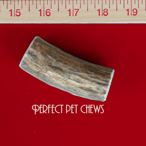 Miniature Elk Antler Dog Chew