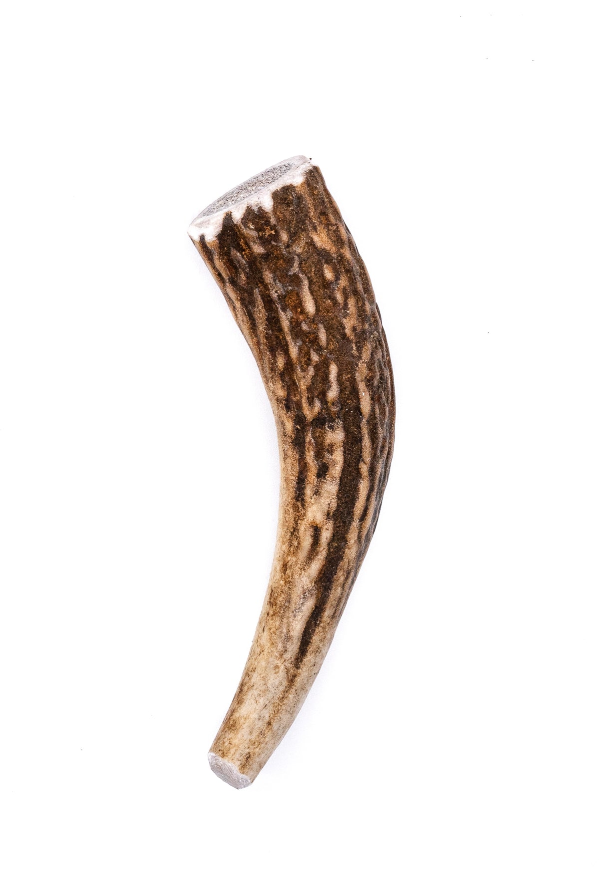 Small Elk Antler Dog Chew