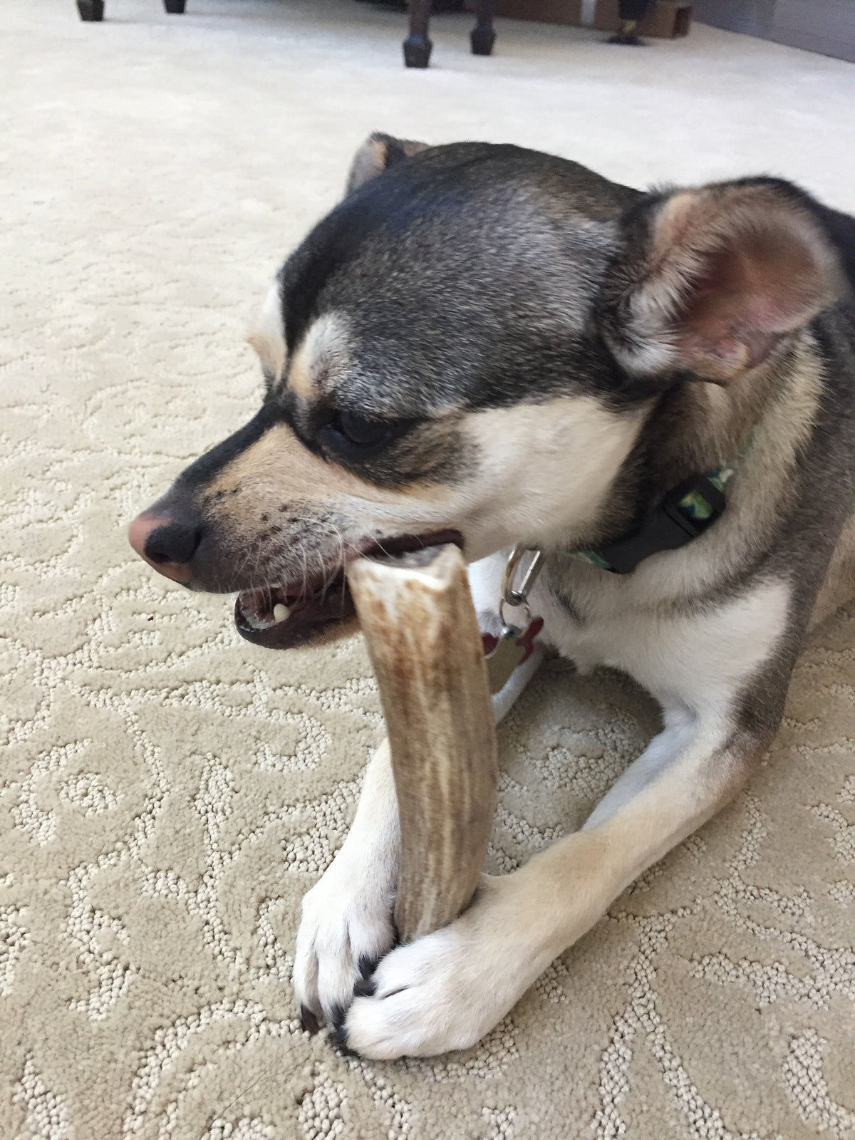 Medium Deer Antler Dog Chew