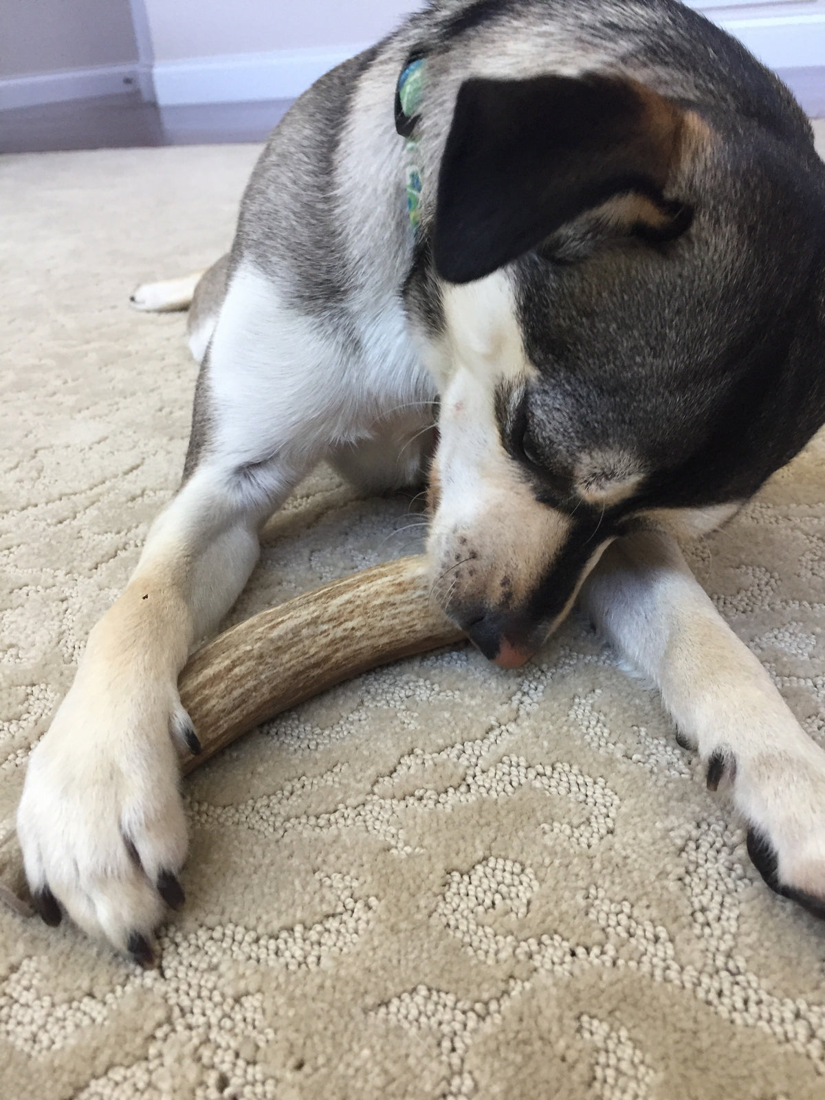 Medium Deer Antler Dog Chew